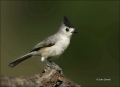 Titmouse;Black-crested-Titmouse;Baeolophus-atricristatus;Reflection;one-animal;c